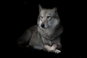  wolf sitting cross legged in night darkness, isolated black