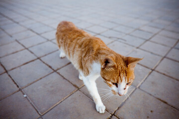 Moroccan Cat