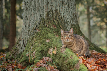 squirrel in a tree