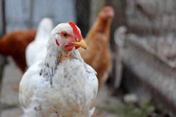 White hen on the farm, poultry concept. Chickens on rural background