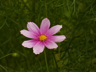 Garden kosmos flower (Cosmos bipinnatus) - close up of pink cosmos flower, Poland © Slawina