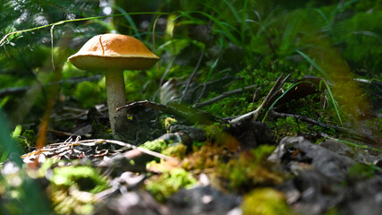 Red Cap mushroom in autumn forest