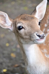 Portrait Rehkitz im Wildpark Schweinfurt, Reh