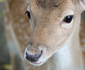 Reh schaut in die Kamera