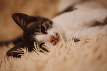 little cat is resting on a fluffy blanket, yawns and luxuriates