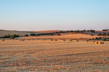 Obraz premium verano castilla alpahacas alpacas 