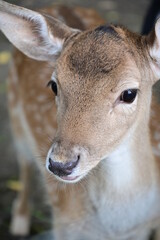 Portrait Reh, Rehkitz Wildpark Schweinfurt