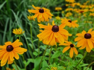 yellow flower in the garden