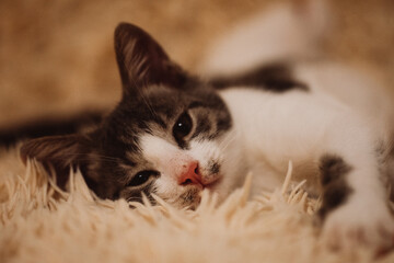 little cat is resting on a fluffy blanket, yawns and luxuriates