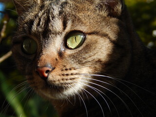 close up portrait of a cat