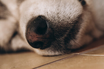 dog nose close up, closeup, dog alaskan malamute