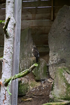 Schleiereule (Tyto alba)