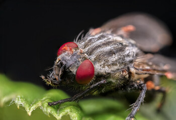 Macro of a flower big fly with hairy paws and beautiful eyes, close-up of a common housefly