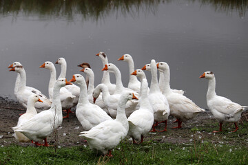 White geese on a lake coast. Poultry on pasture in a countryside