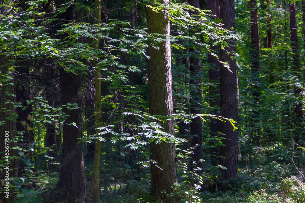 Wall mural mixed coniferous-deciduous forest on a sunny summer day.