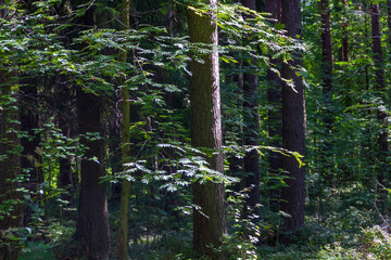 Mixed coniferous-deciduous forest on a sunny summer day.