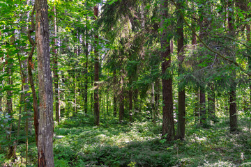 Mixed coniferous-deciduous forest on a sunny summer day.