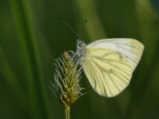 Large white butterfly (Pieris brassicae) - close up of cabbage butterfly on a meadow, Gdansk, Poland