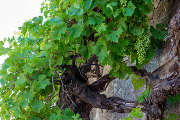 parra uvas verdes