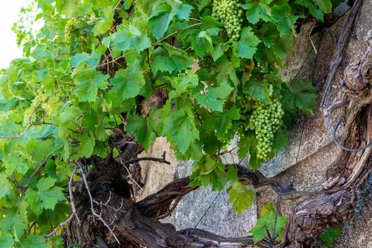 parra uvas verdes
