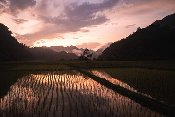 sunset at some ricefields in vietnam