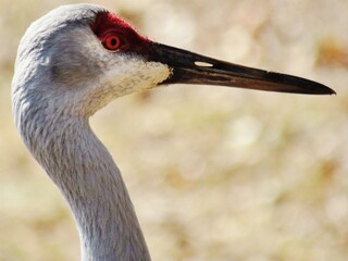 Sandhill Crane Profile Red Eye close up 