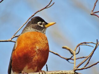 American Robin Red Breast Male