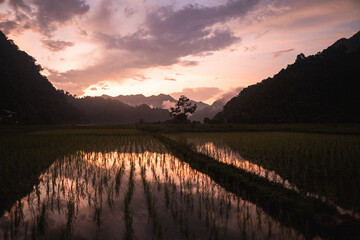 sunset at some ricefields in vietnam
