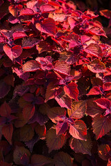 Red Coleus growing in the park, close-up, selective focus