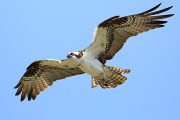 Osprey flying in the sky