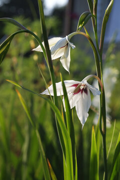 Acidantera (Gladiolus Murielae) On The Flower Garden