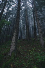 alleine im nebeligen wald