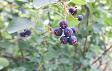 Berries of a wild saskatoon berry on a shrub
