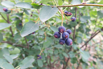 Berries of a wild saskatoon berry on a shrub
