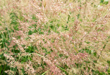 Blooming tall grasses creating a colorful composition