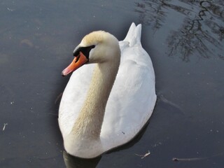 Obraz premium Mute Swan Swimming Dark Water