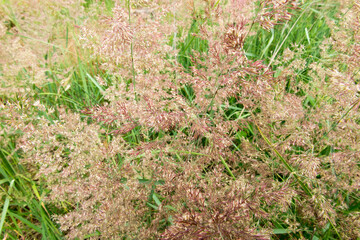 Blooming tall grasses creating a colorful composition