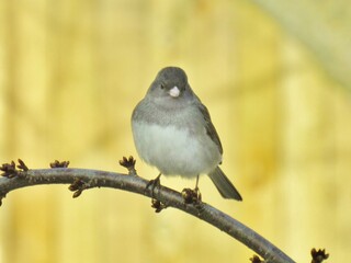 Dark Eyed Junco Perched on a Branch