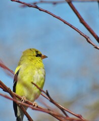 American Goldfinch Profile