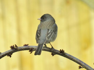 Dark Eyed Junco Profile Perched