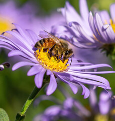 A beautiful and detailed closeup image of a Honeybee collecting nectar on a Purple Aster flower in full bloom.