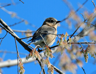Bluebird on a branch