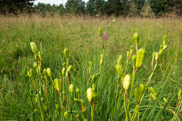 Forest meadow in Kalety in Poland with Siberian iris after flowering.