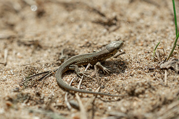 lizard on the sand in summer