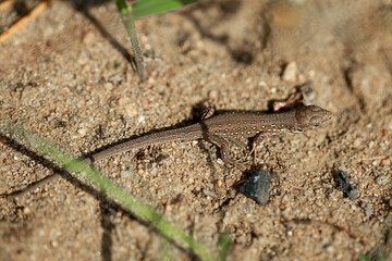 lizard on the sand in summer
