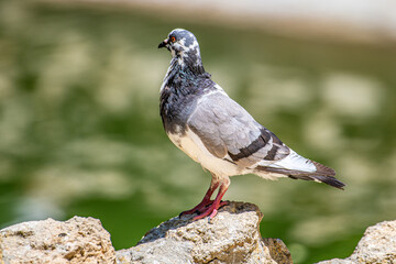 pigeon on the stone