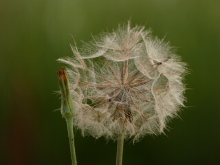 Seedhead and bud of meadow salsify (Tragopogon pratensis)