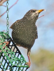 European Starling on Suet Feeder Winter Plumage 