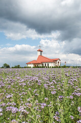 Fototapeta na wymiar A field of blue flowering phacelia in front of the church in Dyrdy in the parish of Miotek in the diocese of Gliwice