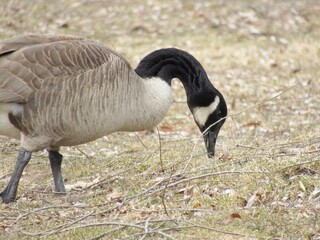 Canada Goose Grazing